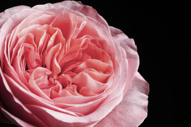 Photo of Beautiful rose on black background, closeup. Floral card design with dark vintage effect