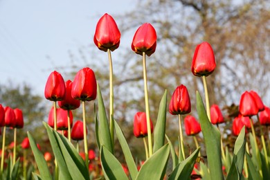 Beautiful bright red tulips outdoors on sunny day