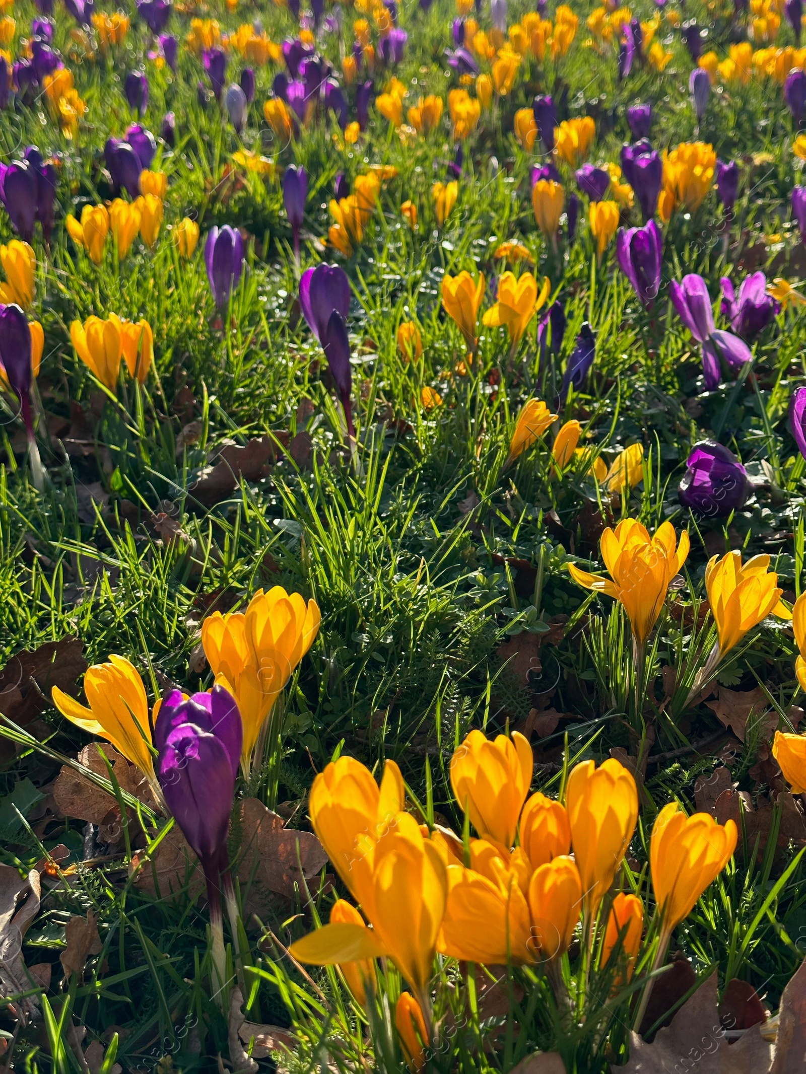 Photo of Beautiful yellow and purple crocus flowers growing in grass near autumn leaves on sunny day