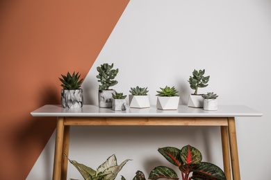 Photo of Beautiful potted succulents on table. Interior decoration