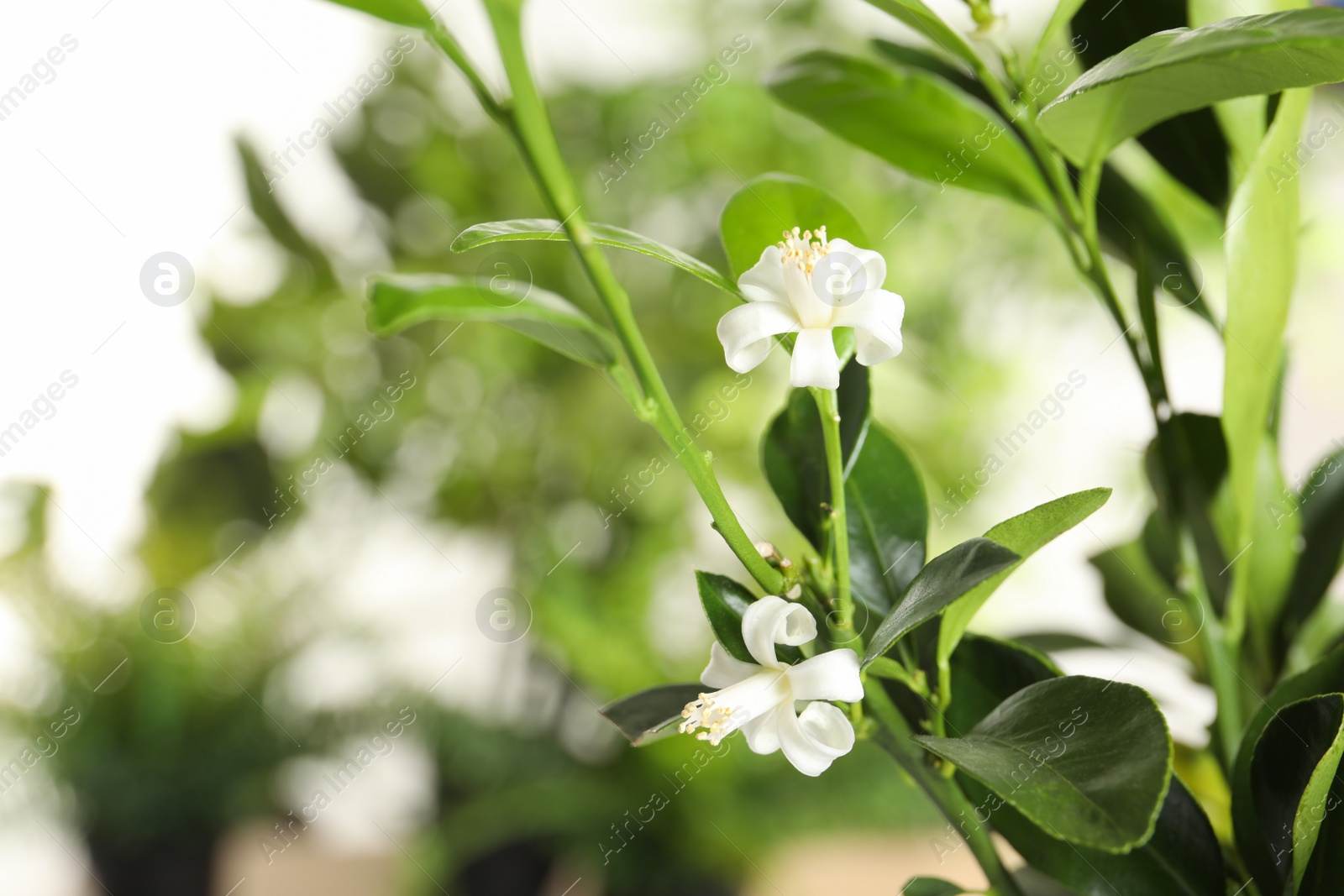 Photo of Branch of citrus tree with flower on blurred background. Space for text