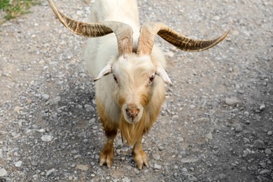 Photo of Beautiful horned goat on road in safari park