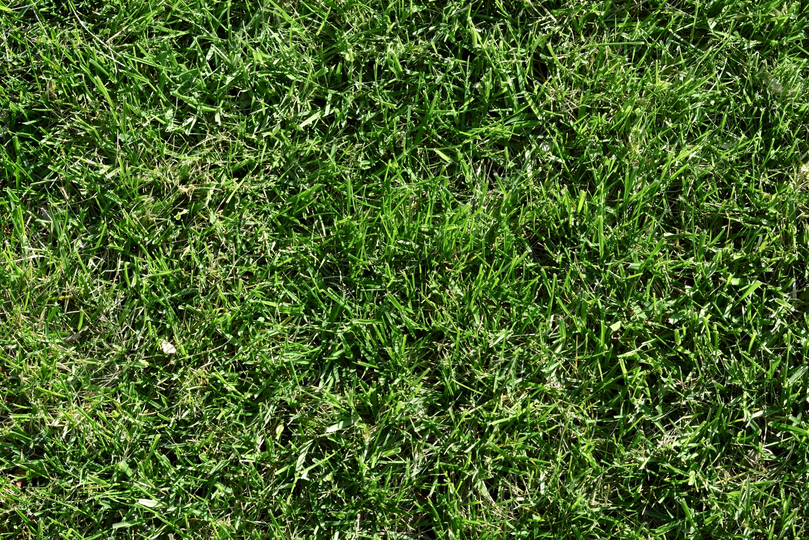 Photo of Beautiful green grass outdoors on sunny day as background, top view