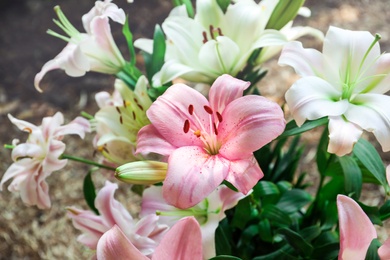 Beautiful blooming lily flowers in garden, closeup