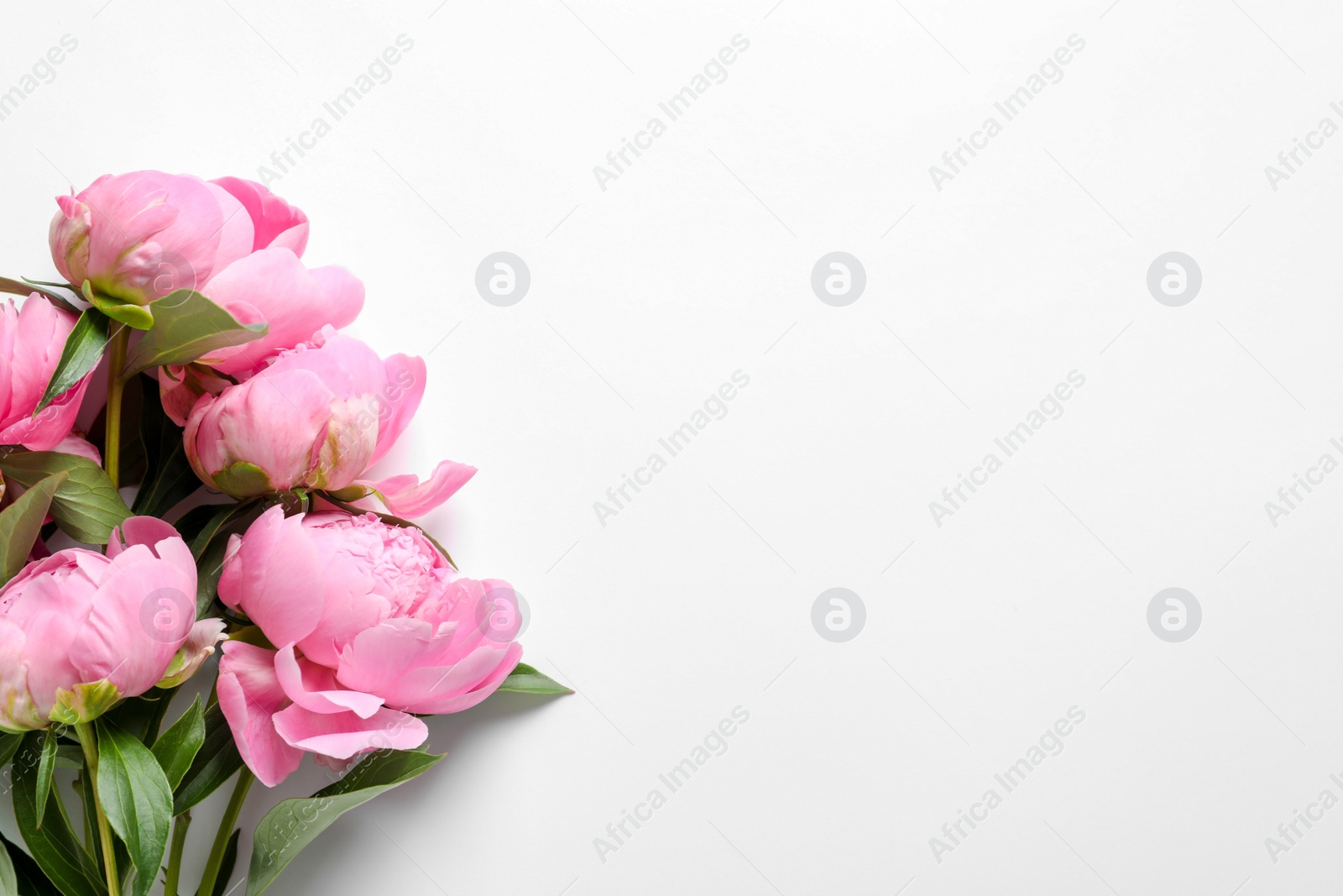 Photo of Beautiful fragrant peony flowers on white background