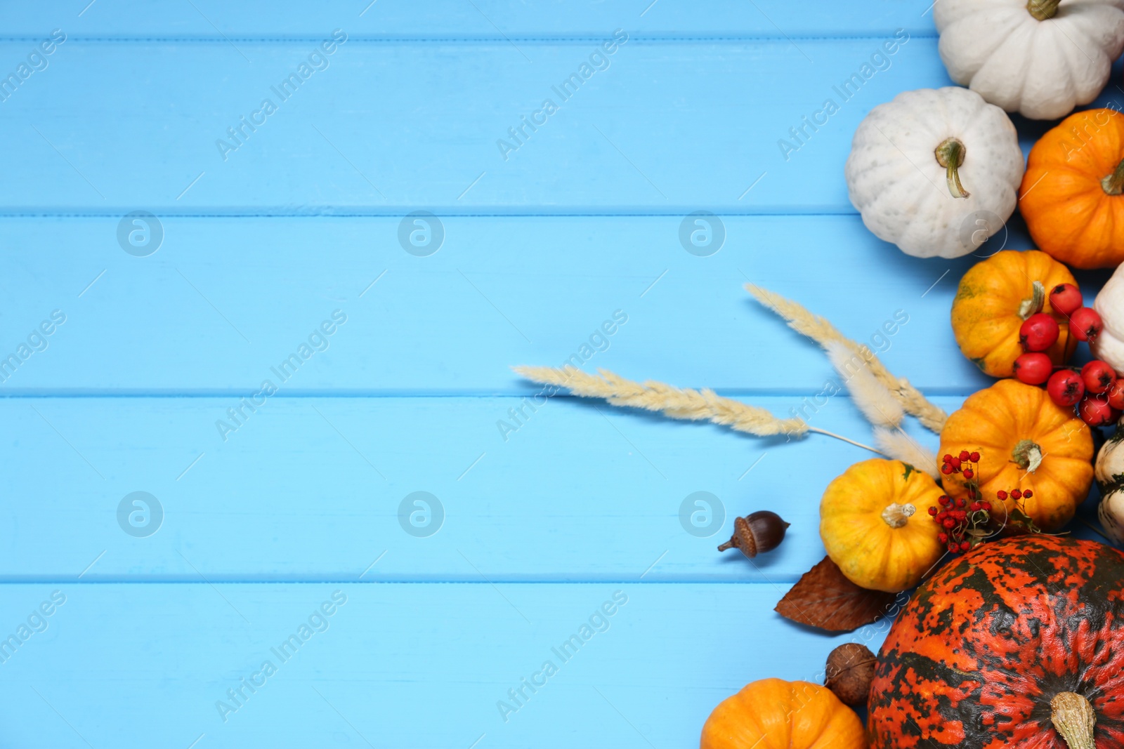 Photo of Thanksgiving day. Flat lay composition with pumpkins on light blue wooden table, space for text