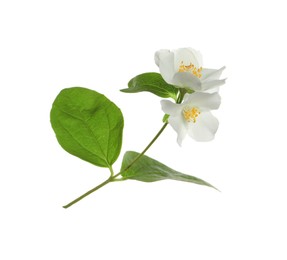 Beautiful flowers of jasmine plant with leaves on white background