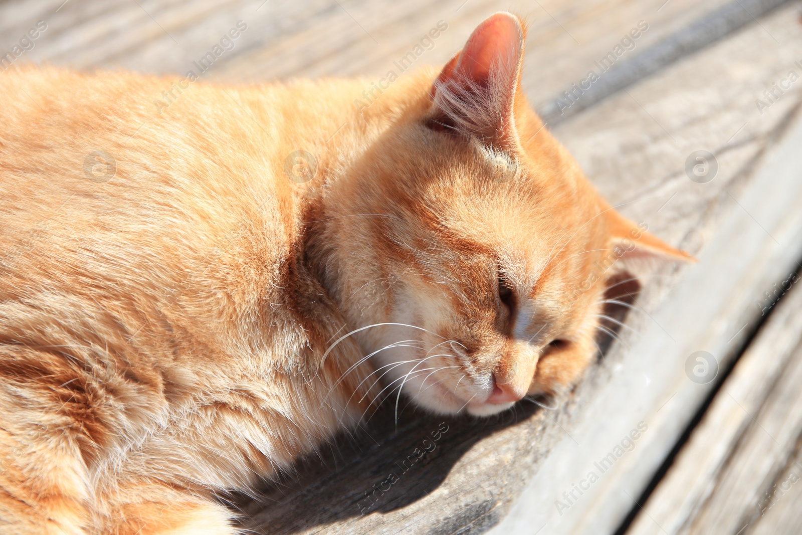 Photo of Lonely stray cat outdoors on sunny day . Homeless animal