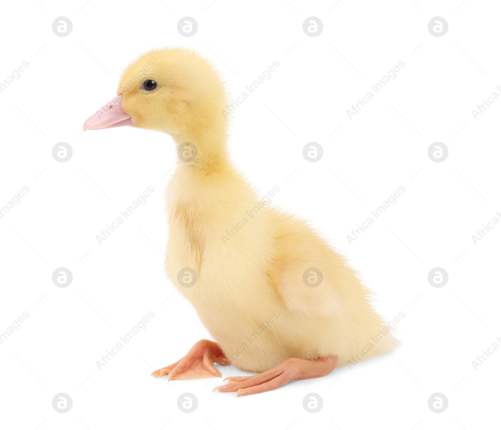 Photo of Baby animal. Cute fluffy duckling on white background