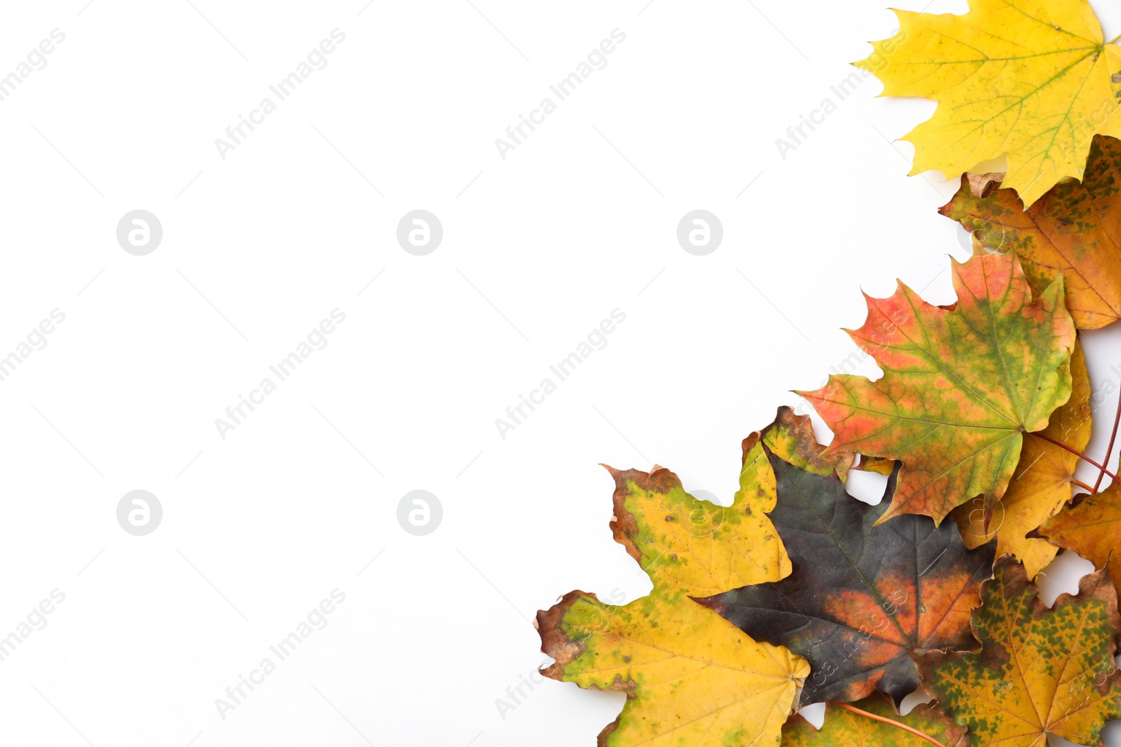 Photo of Dry leaves of maple tree on white background, top view. Autumn season