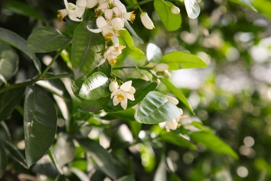 Photo of Beautiful blossoming grapefruit tree outdoors on spring day