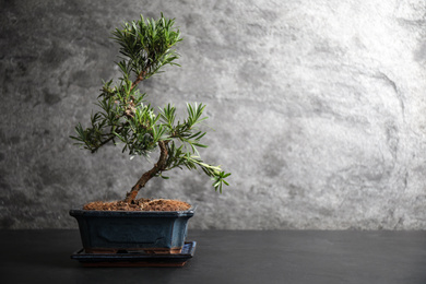 Photo of Japanese bonsai plant on black stone table, space for text. Creating zen atmosphere at home