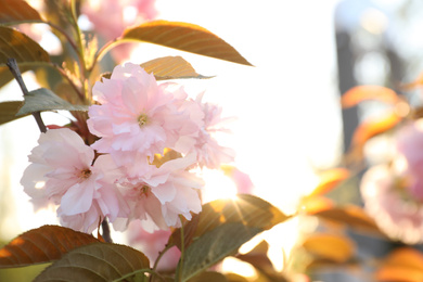 Blossoming pink sakura tree outdoors on spring day, closeup