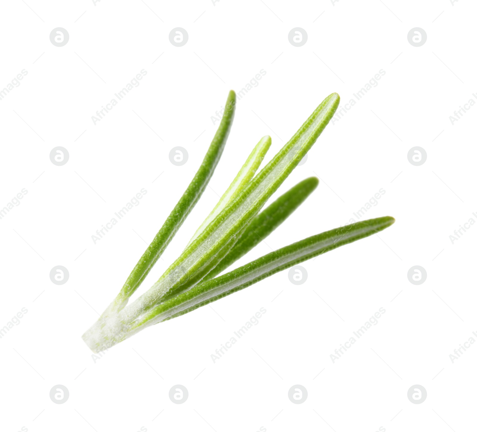 Photo of Fresh green rosemary leaves on white background