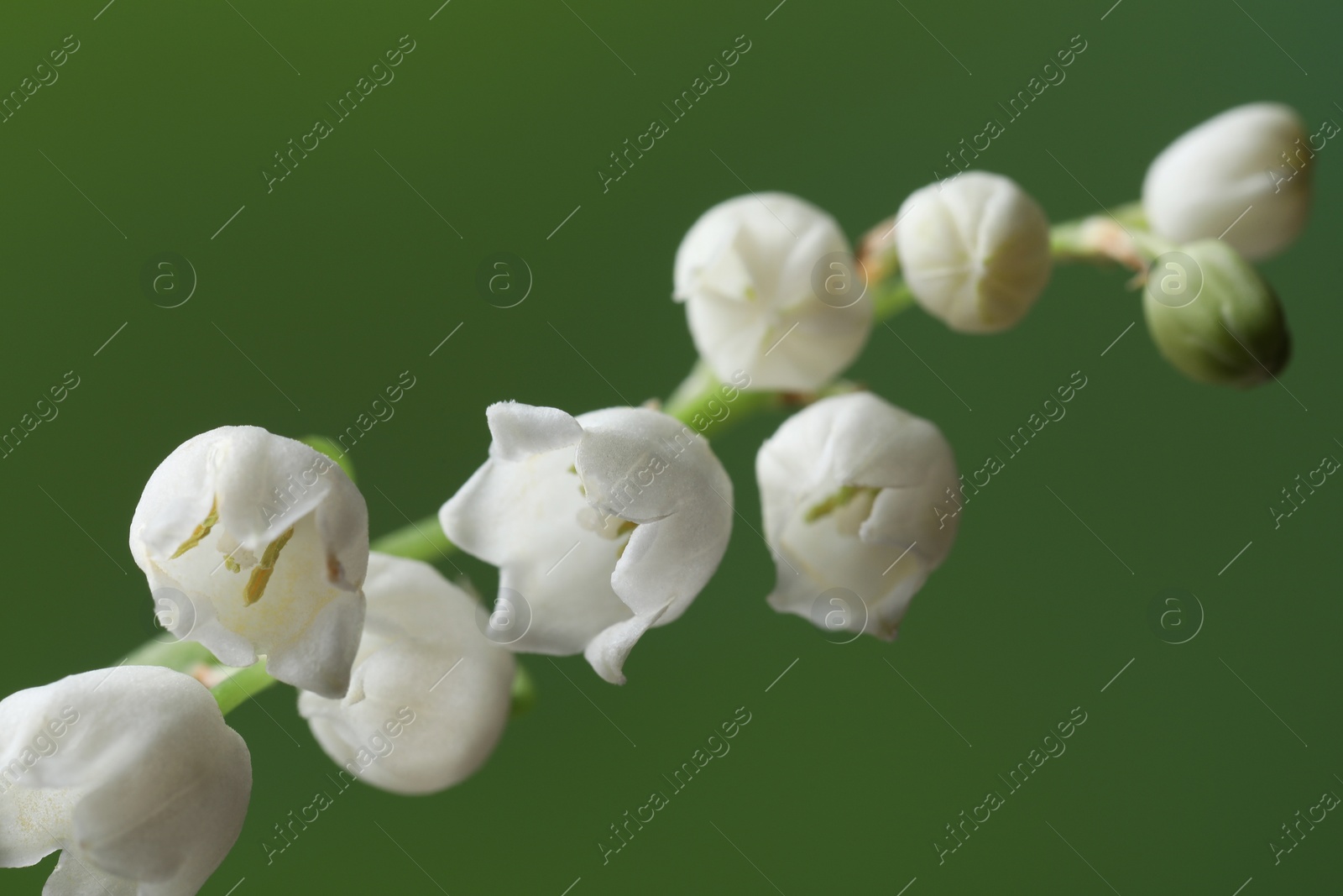 Photo of Beautiful lily of the valley flower on blurred green background, closeup
