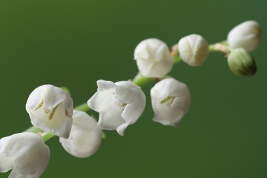 Beautiful lily of the valley flower on blurred green background, closeup