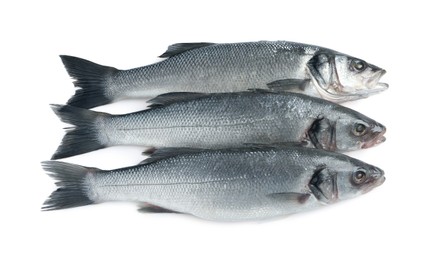 Fresh sea bass fish on white background, top view