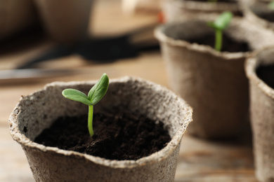 Photo of Young seedling in peat pot on table, closeup