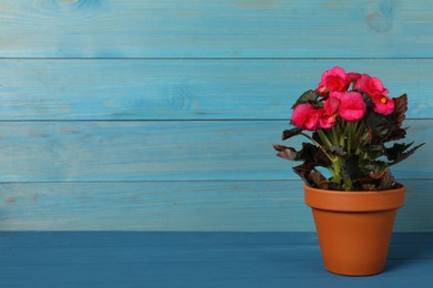 Beautiful blooming pelargonium flower in pot on blue wooden table, space for text