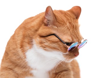 Photo of Cute ginger cat in stylish sunglasses on white background, closeup