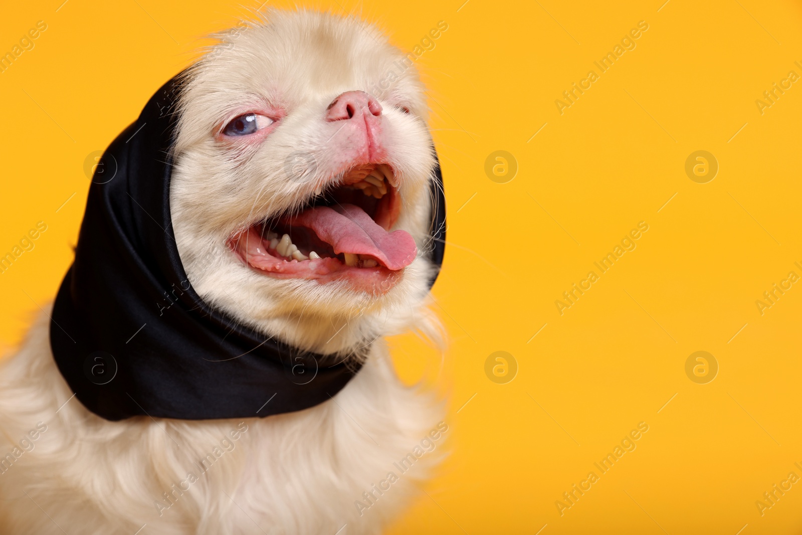 Photo of Cute Pekingese dog with bandana on yellow background. Space for text