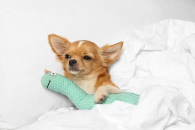 Photo of Cute sleepy small Chihuahua dog with toy in bed