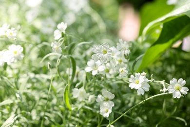 Photo of Beautiful white spring flowers in green garden on sunny day. Space for text