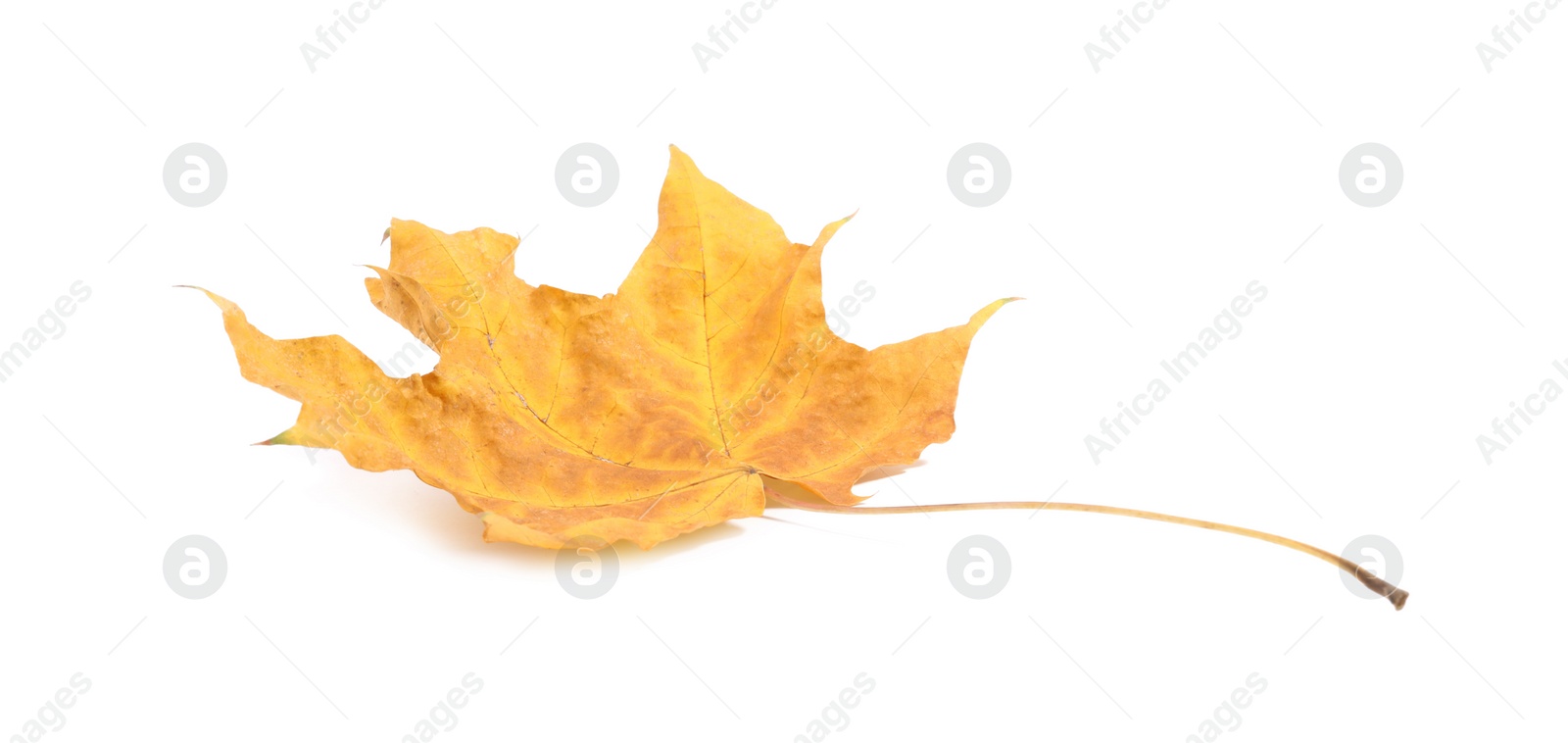 Photo of Autumn season. One maple leaf isolated on white