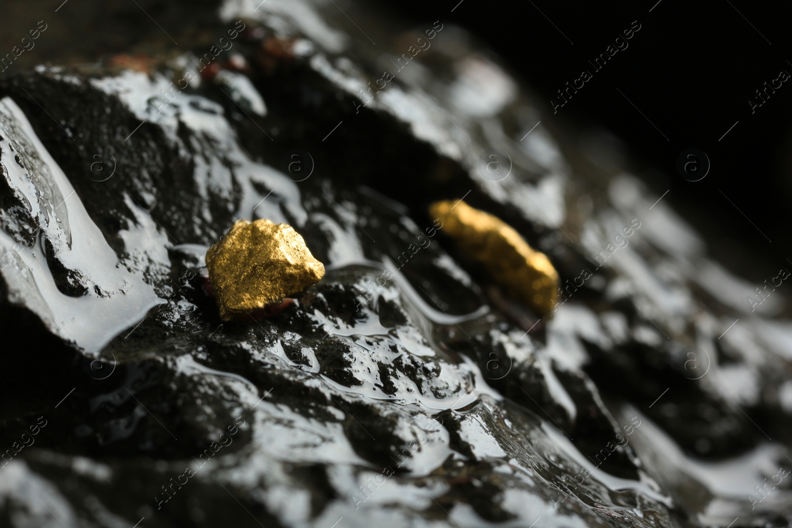 Photo of Shiny gold nuggets on wet stone, closeup. Space for text