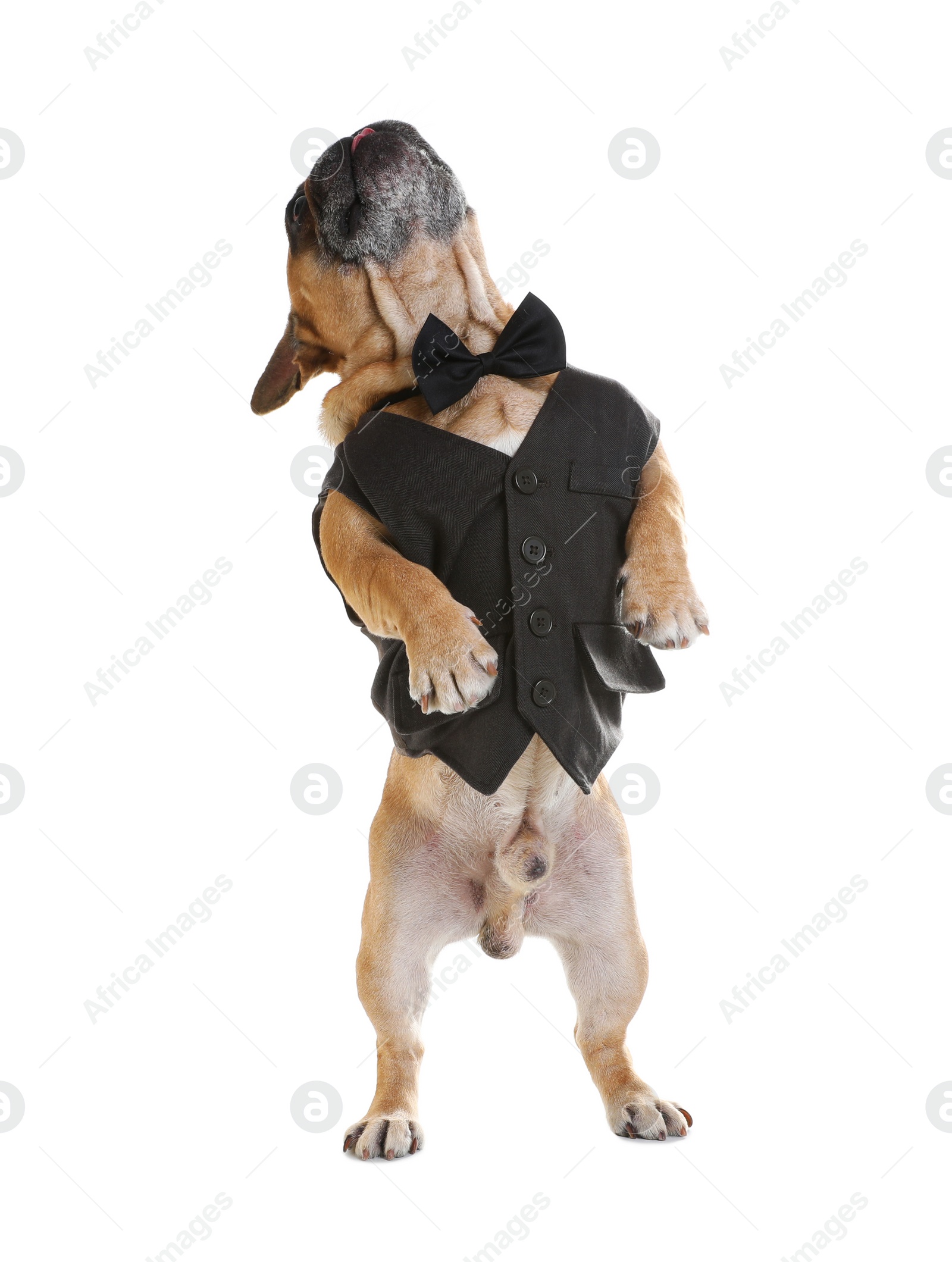 Photo of Funny French bulldog in elegant vest on white background