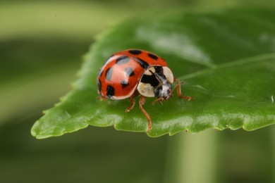 Ladybug on green leaf against blurred background, macro view