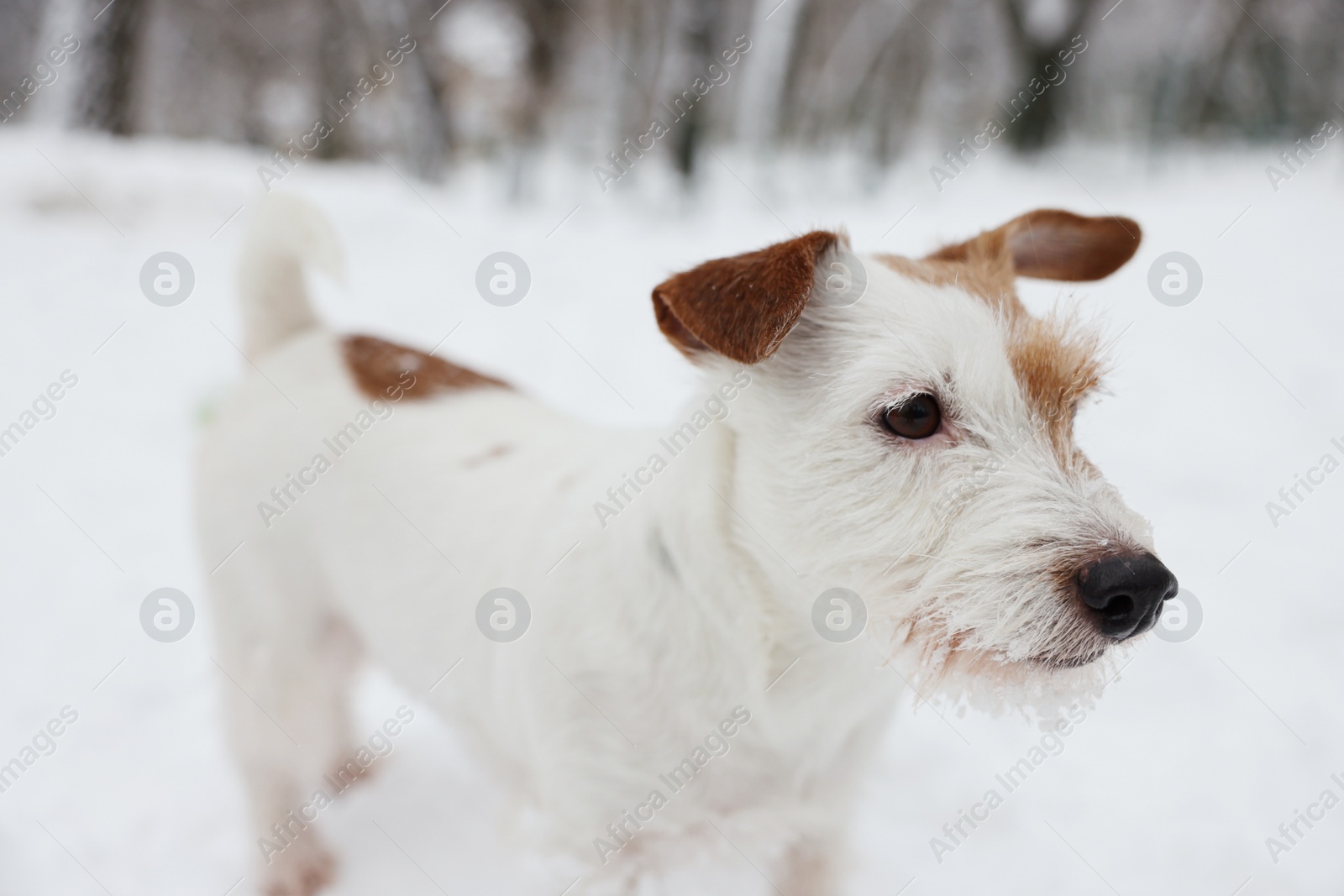 Photo of Cute Jack Russell Terrier on snow outdoors, closeup. Winter season