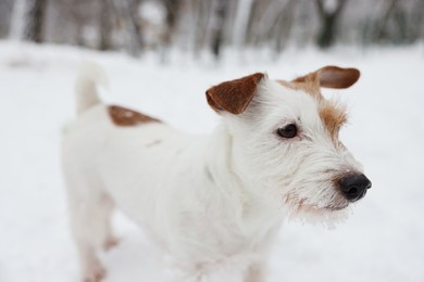 Photo of Cute Jack Russell Terrier on snow outdoors, closeup. Winter season