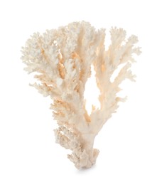 Photo of Beautiful exotic sea coral isolated on white