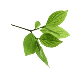 Branch with green leaves on white background