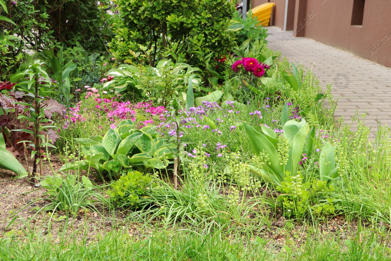 Photo of Beautiful flowerbed with different plants outdoors. Gardening and landscaping