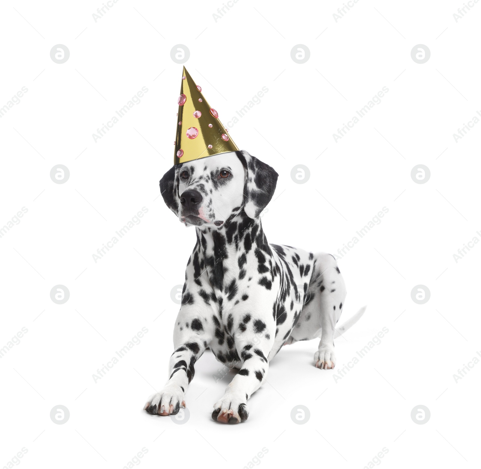 Image of Cute dog with party hat on white background