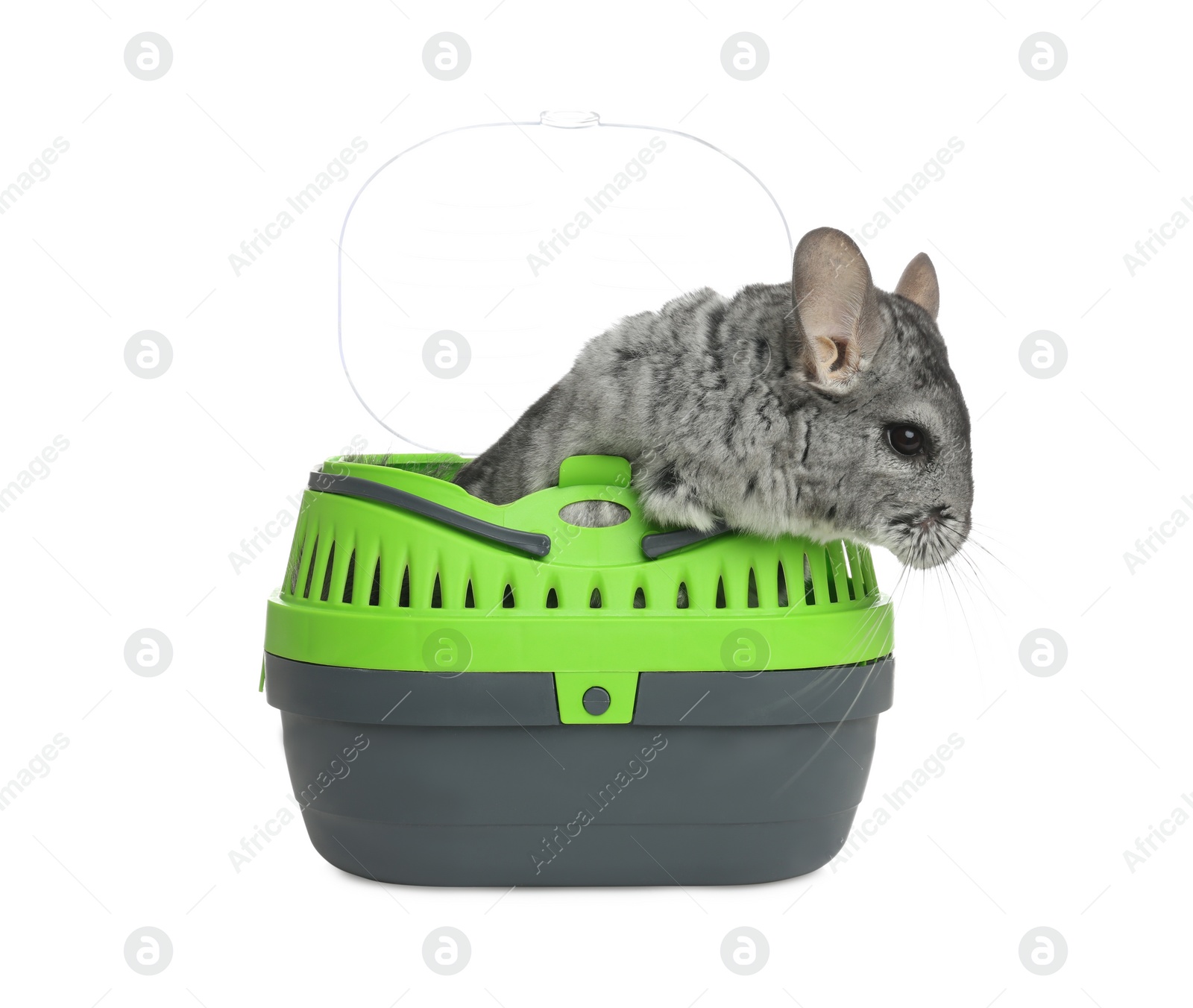 Photo of Cute grey chinchilla inside carrier on white background