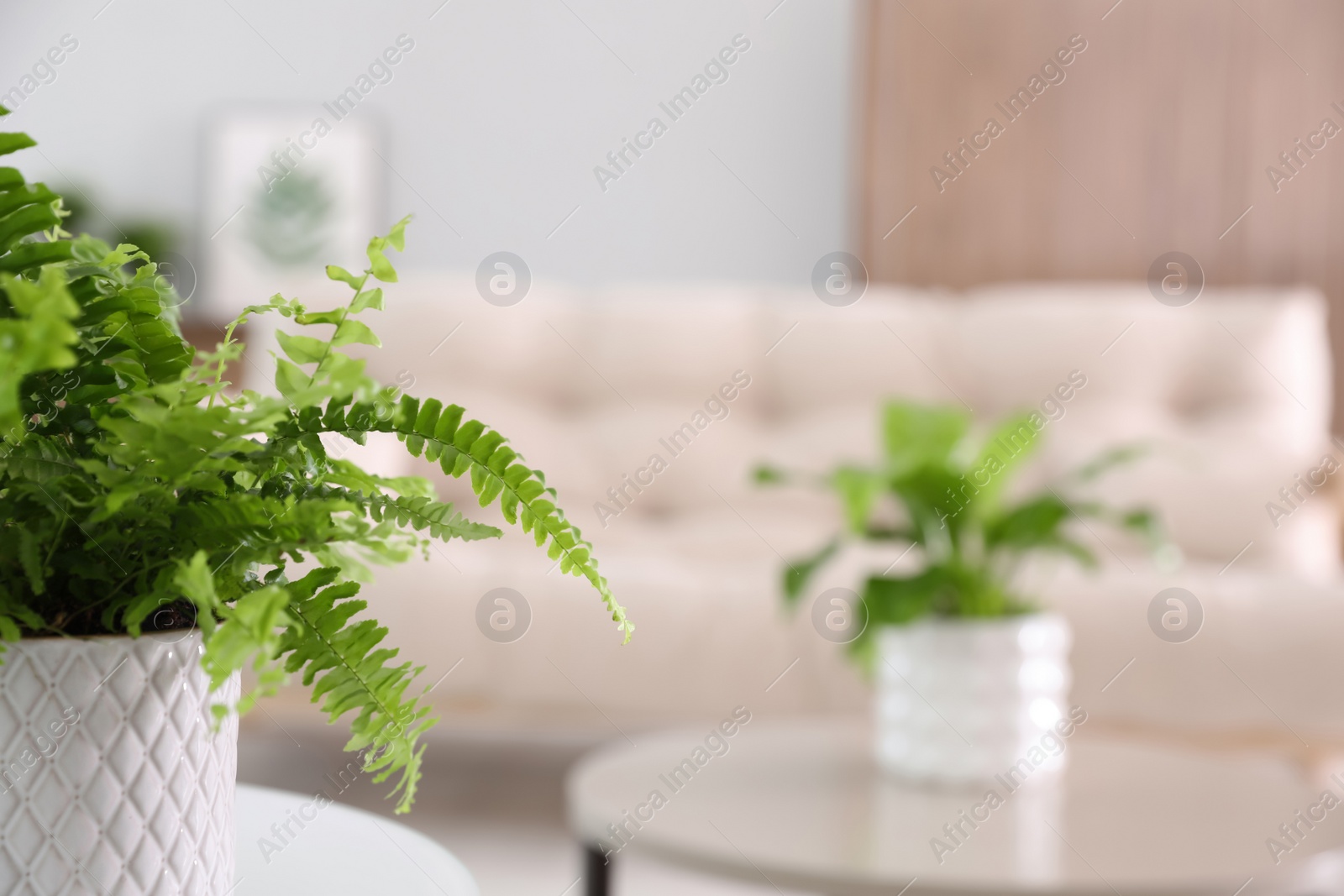 Photo of Beautiful potted fern on table in living room. Space for text