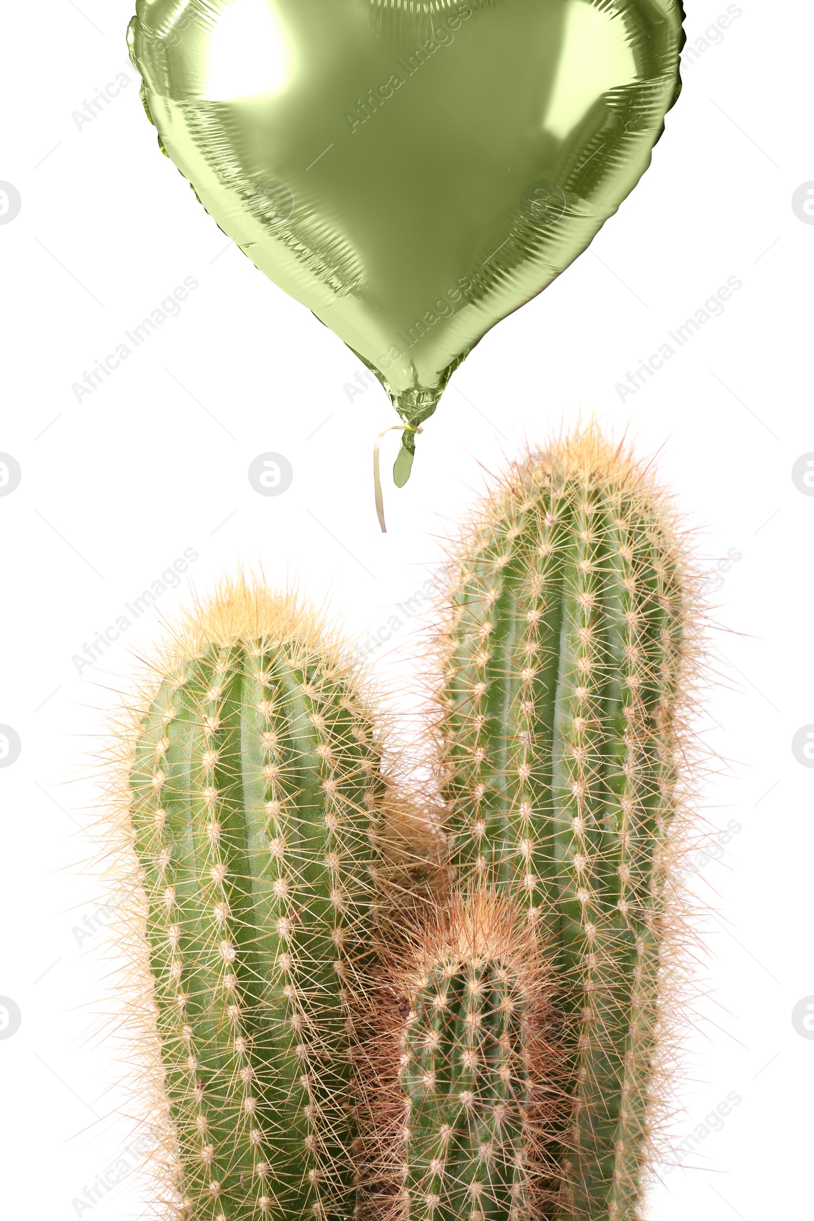 Image of Green balloon over cacti on white background