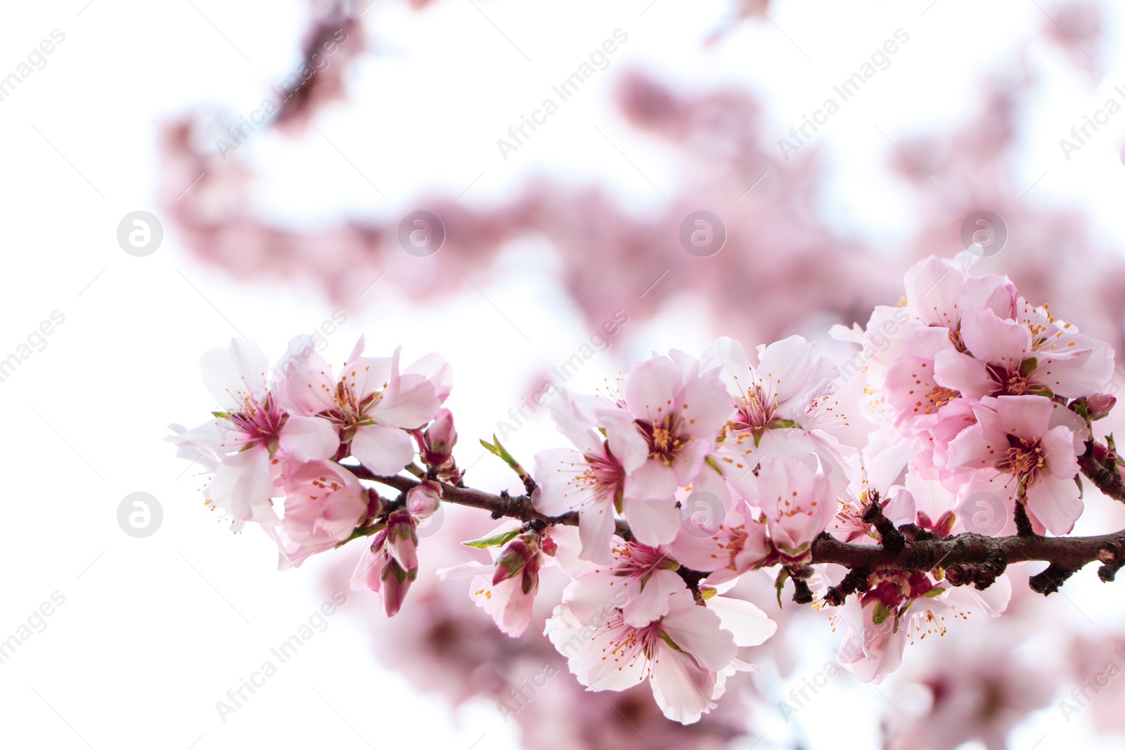 Photo of Delicate spring pink cherry blossoms on tree outdoors, closeup