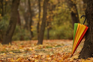 Photo of Closed rainbow umbrella near tree in autumn park, space for text