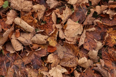 Photo of Pile of autumn leaves on ground, top view