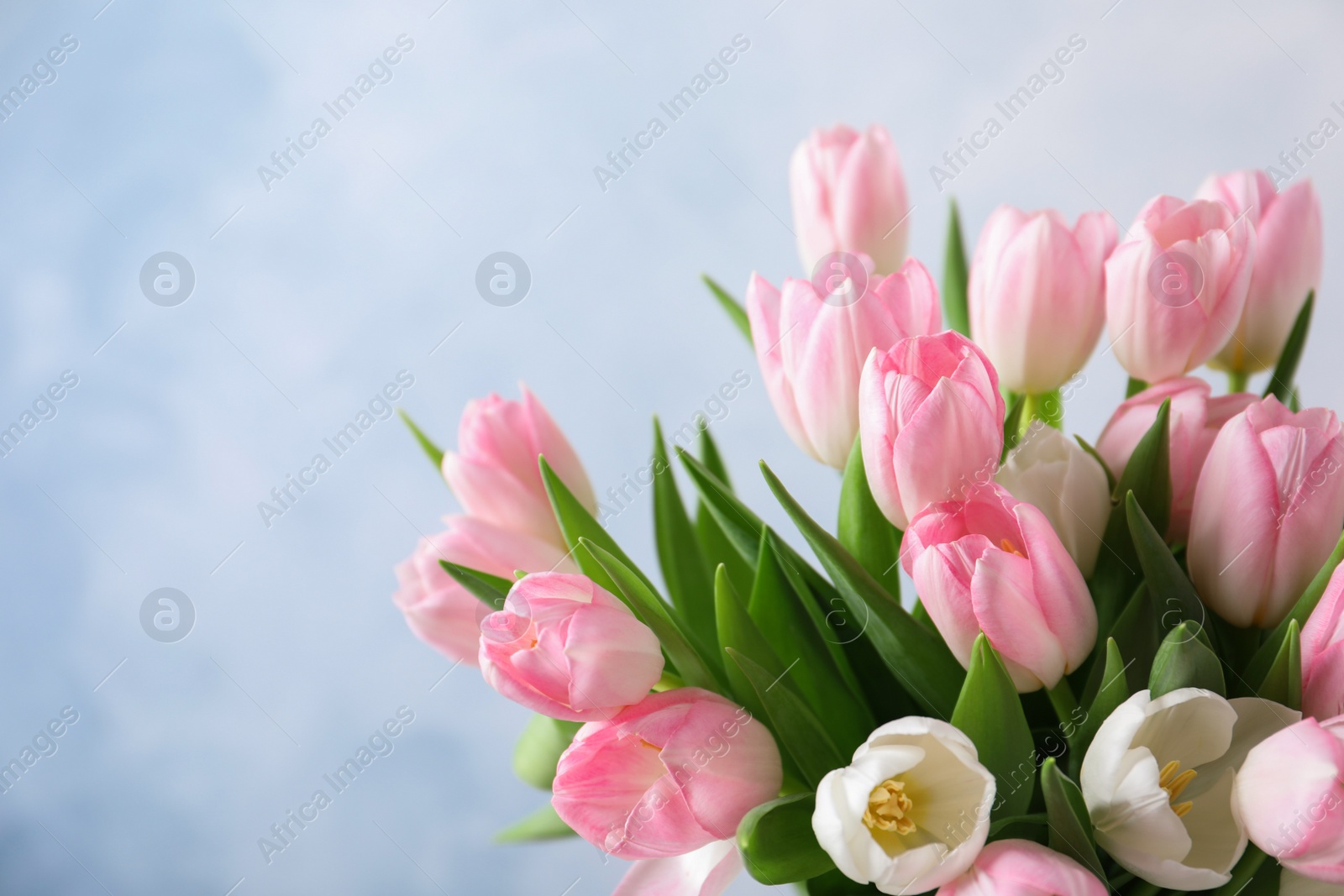 Photo of Beautiful bouquet of tulips against light background, closeup. Space for text