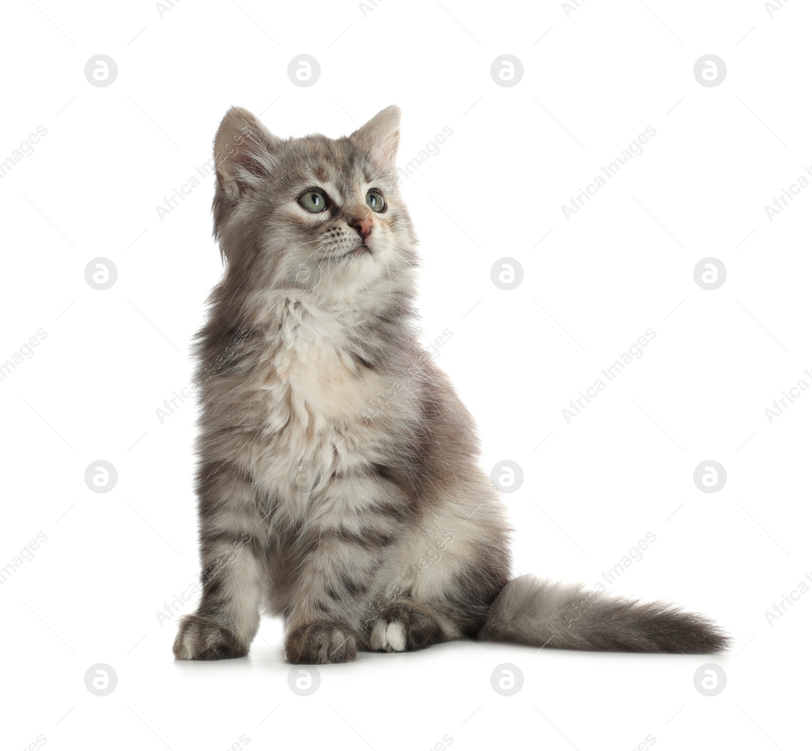 Photo of Cute fluffy kitten on white background. Baby animal