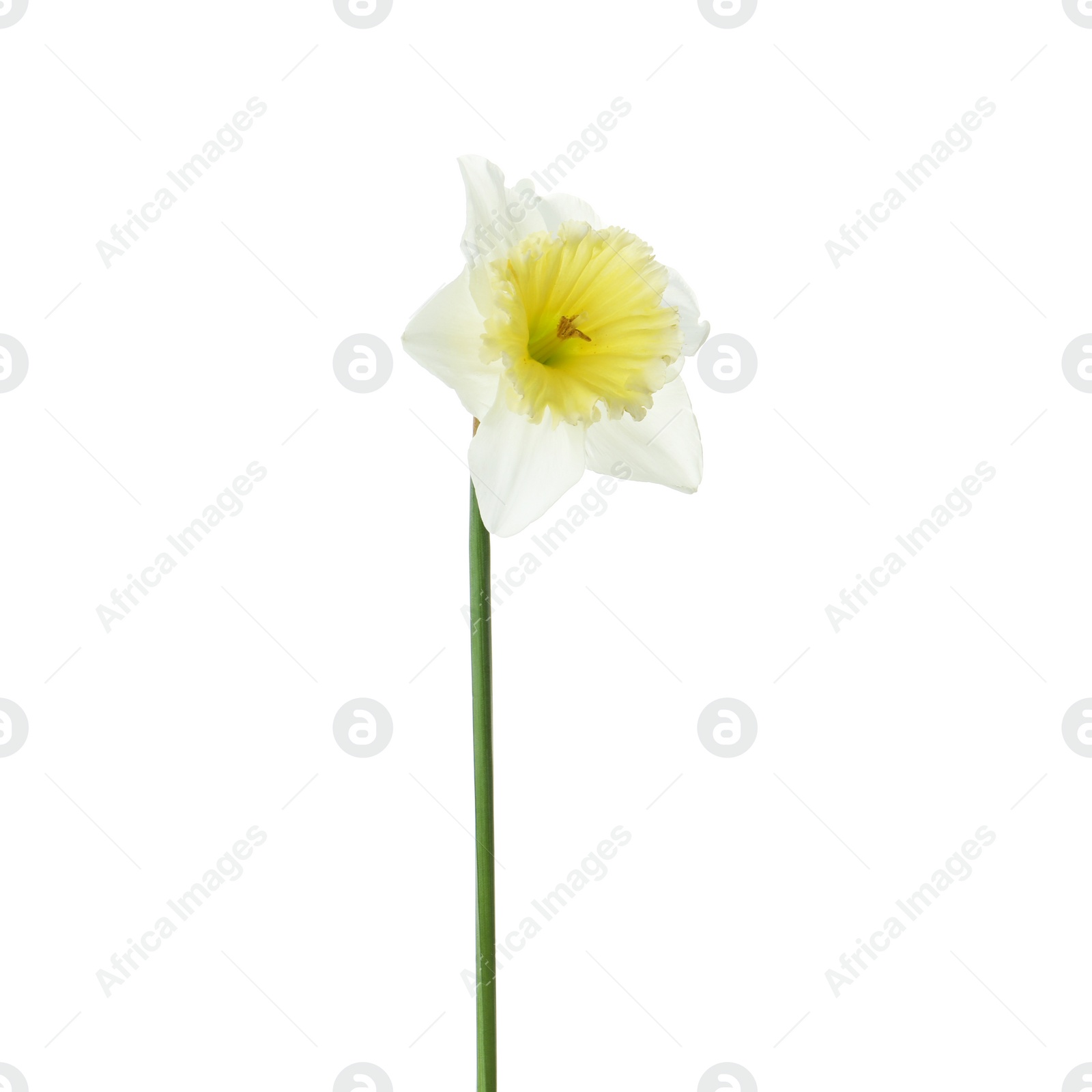 Photo of Beautiful narcissus isolated on white. Spring flower