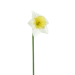 Photo of Beautiful narcissus isolated on white. Spring flower