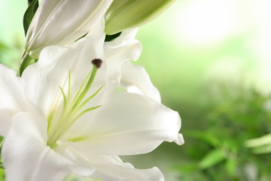 Photo of Beautiful lily on blurred background, closeup view. Space for text