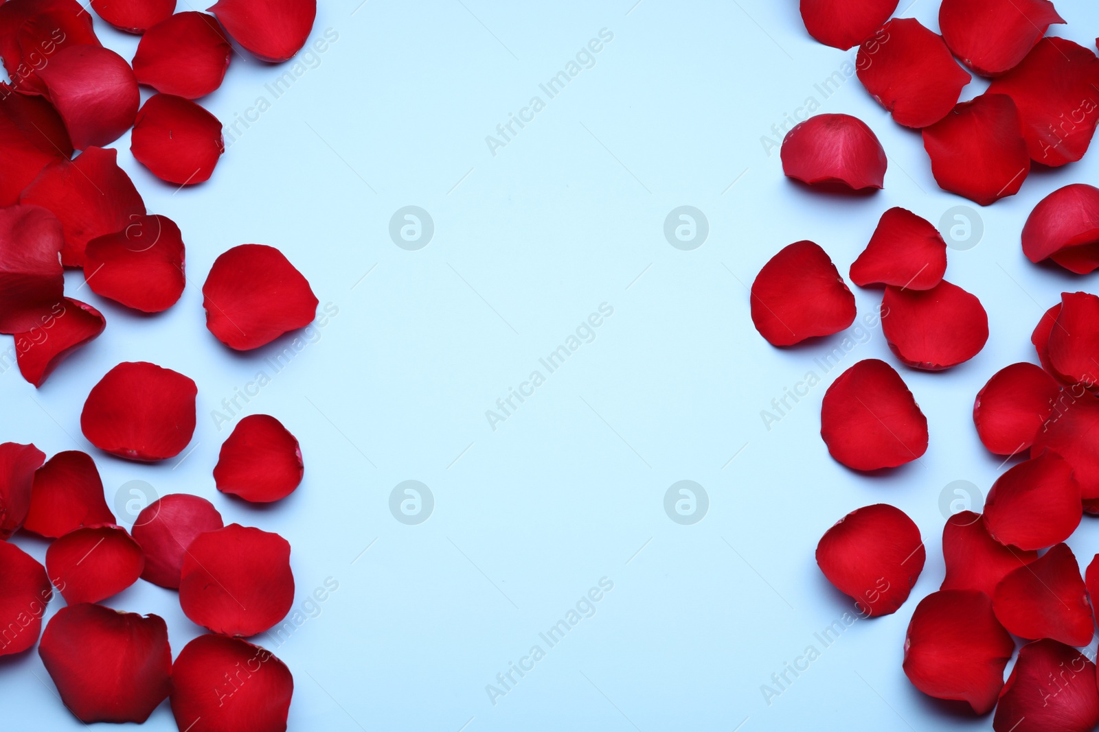 Photo of Beautiful red rose flower petals on light blue background, flat lay. Space for text