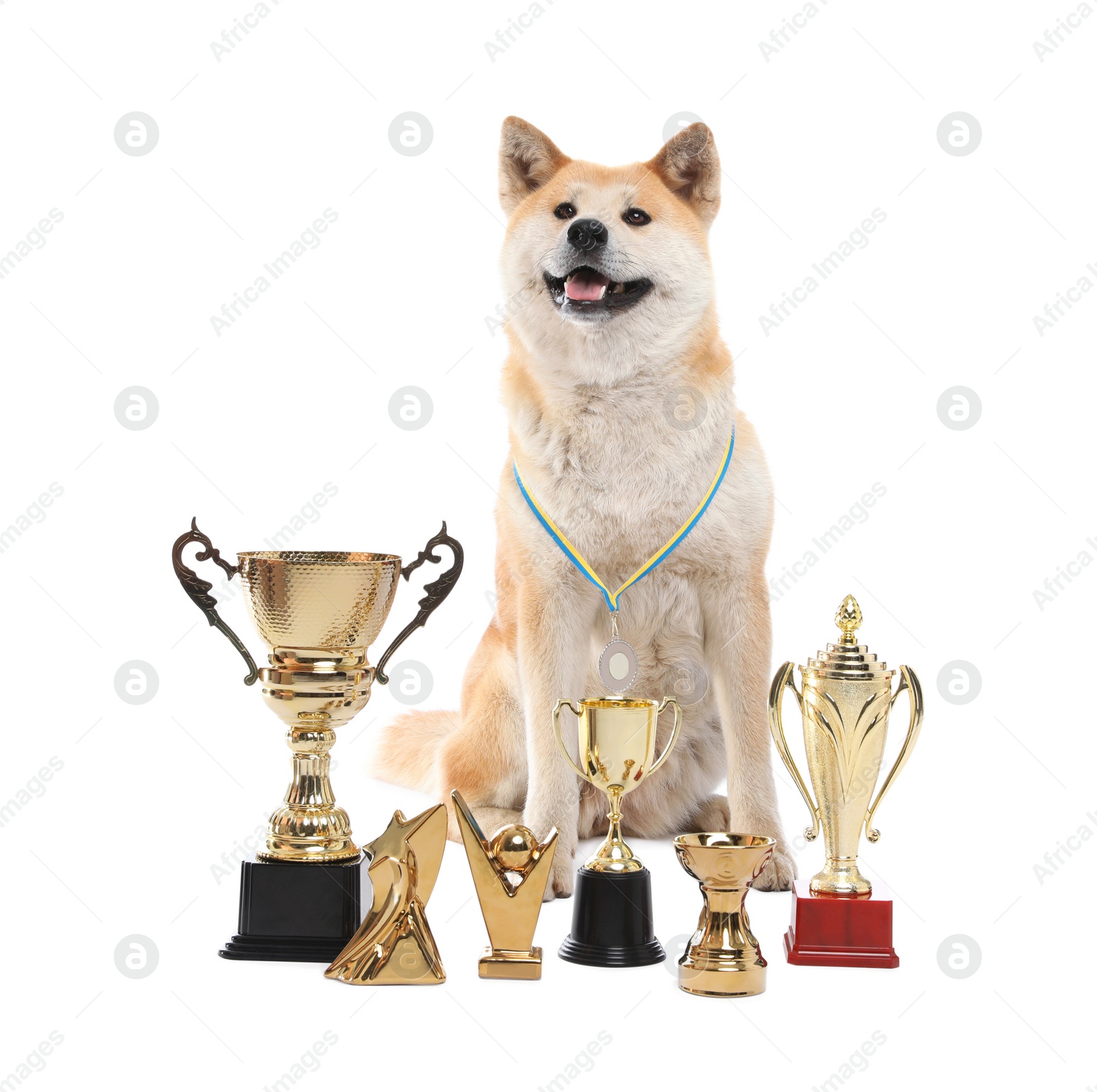 Photo of Adorable Akita Inu dog with champion trophies on white background